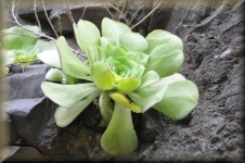 Vetplant